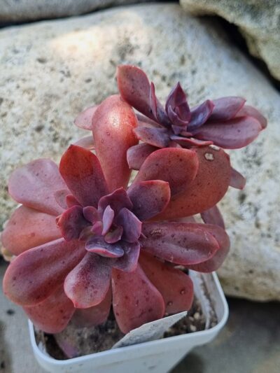 Echeveria Hanaikada - Зображення 2