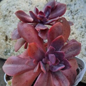 Echeveria Hanaikada