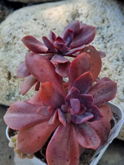 Echeveria Hanaikada