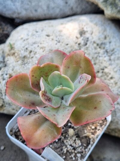 Echeveria Wild Butterfiely - Зображення 2