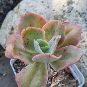 Echeveria Wild Butterfiely