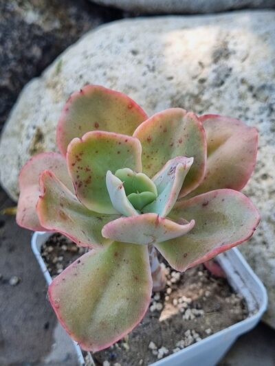 Echeveria Wild Butterfiely