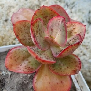 Echeveria Giant Blue