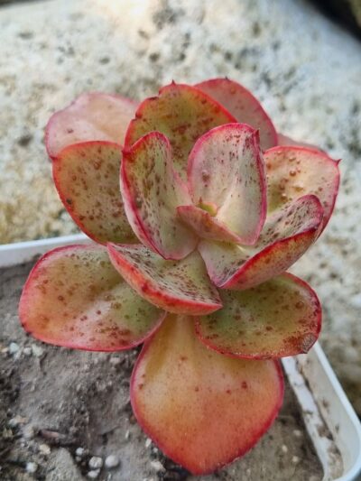 Echeveria Giant Blue