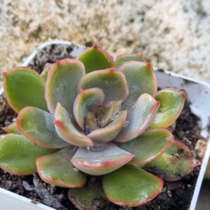 Echeveria Lotus