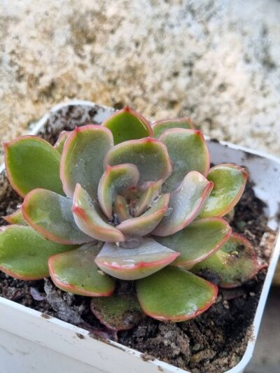 Echeveria Lotus