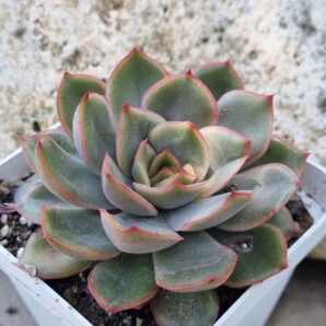 Echeveria Lotus