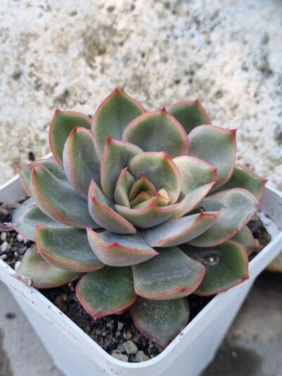 Echeveria Lotus