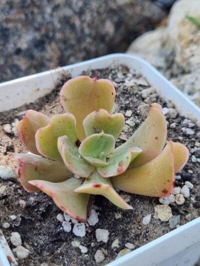 Echeveria Dark Vader - Зображення 2