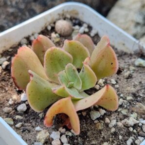 Echeveria Dark Vader