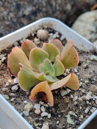 Echeveria Dark Vader