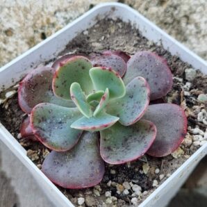 Echeveria Muesli
