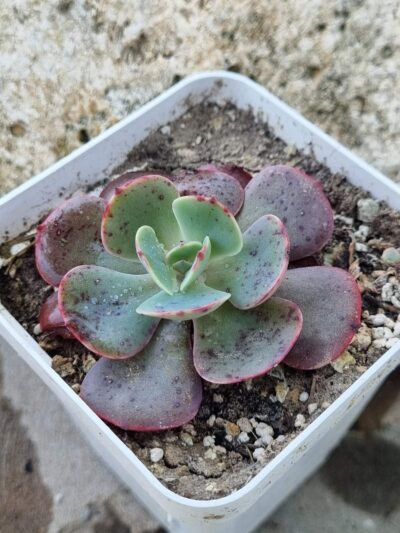 Echeveria Muesli