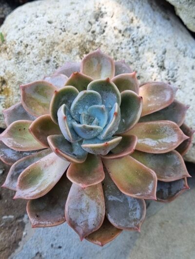 Echeveria Latte Rose 16 cм - Зображення 2