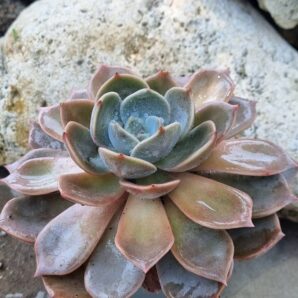 Echeveria Latte Rose 16 cм
