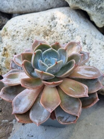 Echeveria Latte Rose 16 cм