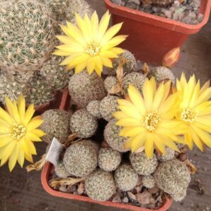 Sulcorebutia langeri -Valle Grande-пагони з корінцями-