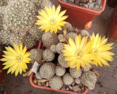 Sulcorebutia langeri -Valle Grande-пагони з корінцями-