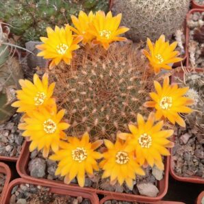 Sulcorebutia menesesii -A.Plapp- пагони -