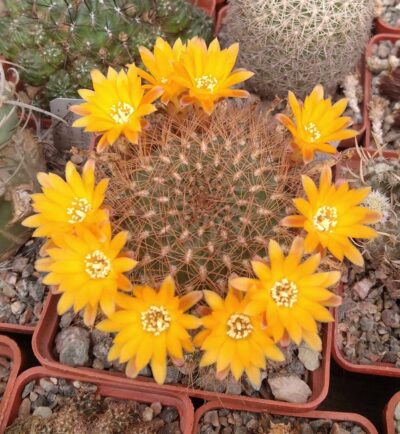 Sulcorebutia menesesii -A.Plapp- пагони -