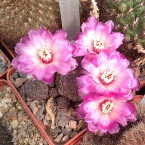 Sulcorebutia rauschii -біло-рожевоквіткова форма -пагони-