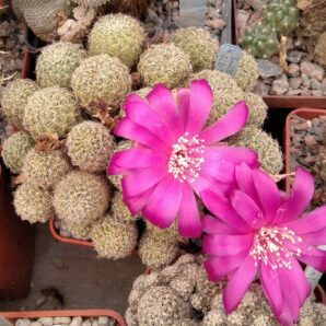 Sulcorebutia albida -пагони-