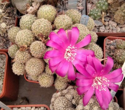 Sulcorebutia albida -пагони-