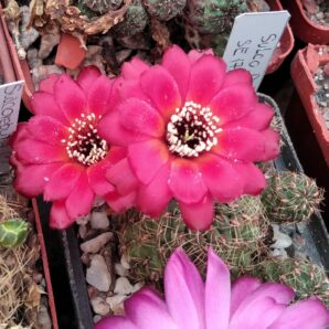 Sulcorebutia pulchra SE179 -пагони-
