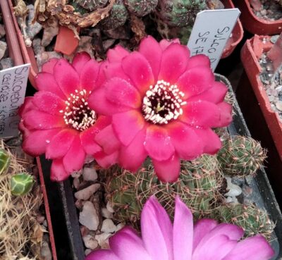 Sulcorebutia pulchra SE179 -пагони-