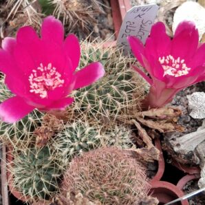 Sulcorebutia albissima HS221 -пагони-
