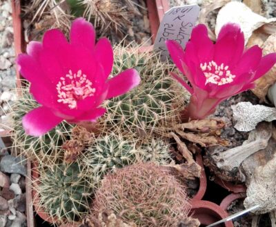 Sulcorebutia albissima HS221 -пагони-
