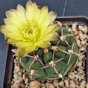 № 35 Gymnocalycium artigas