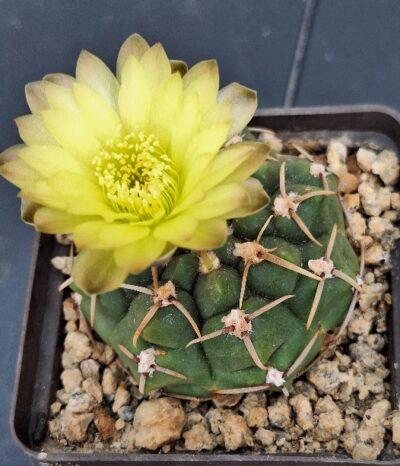 № 35 Gymnocalycium artigas