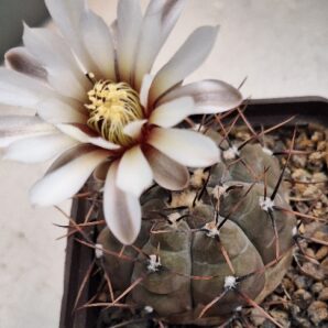 № 36 Gymnocalycium esperanzae RS 2248