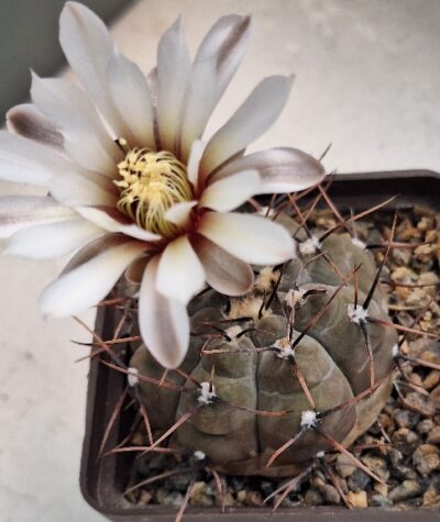 № 36 Gymnocalycium esperanzae RS 2248