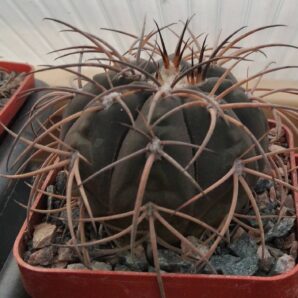 Gymnocalycium spegazzinii v. horizontalonium -cube-7cm-