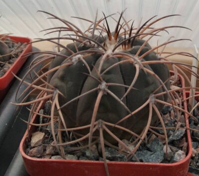Gymnocalycium spegazzinii v. horizontalonium -cube-7cm-