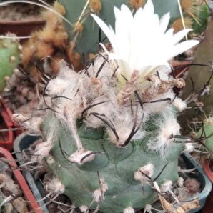 Turbinicarpus hybr.-cube-5cm-
