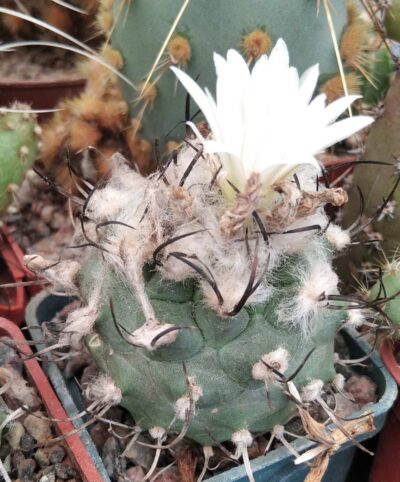 Turbinicarpus hybr.-cube-5cm-