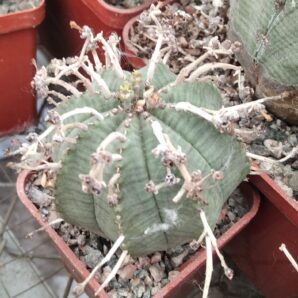 Euphorbia obesa x valida -власний гібрид, сіянець- куб-5см-