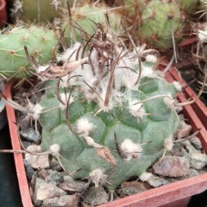 Turbinicarpus hybr.-cube-5cm-