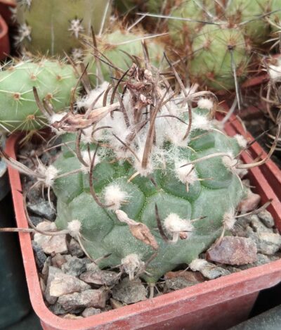 Turbinicarpus hybr.-cube-5cm-