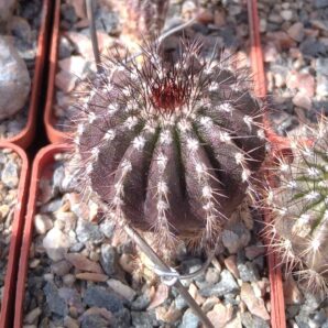 Uebelmania pseudopectinifera -cube-6cm-щеплена-