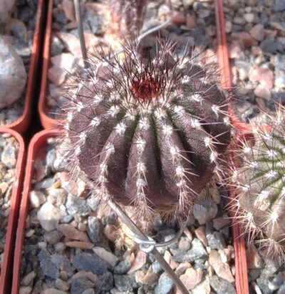 Uebelmania pseudopectinifera -cube-6cm-щеплена-
