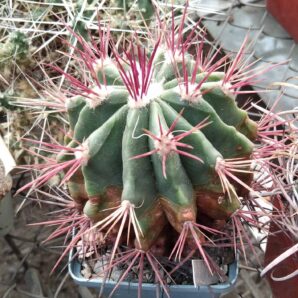 Ferocactus pilosus LH345 -cube-7cm-