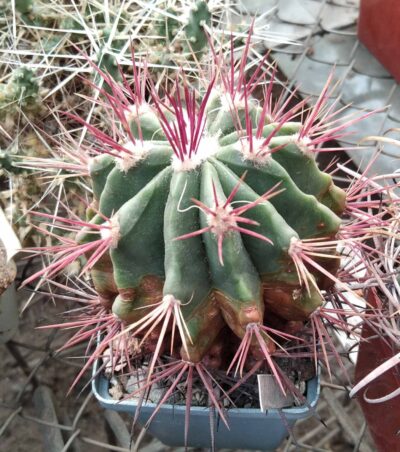 Ferocactus pilosus LH345 -cube-7cm-
