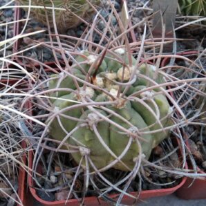 Gymnocalycium mazanense v. polycephalum -Bulach-cube-7cm-
