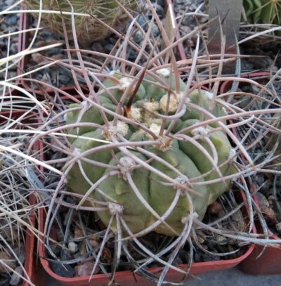Gymnocalycium mazanense v. polycephalum -Bulach-cube-7cm-