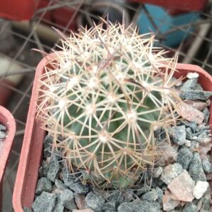 Echinomastus unguispinus -Bermijillo-cube-5cm-