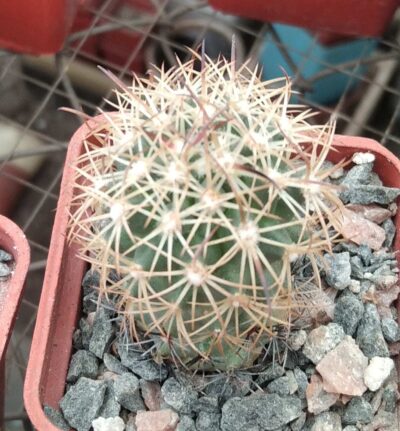 Echinomastus unguispinus -Bermijillo-cube-5cm-